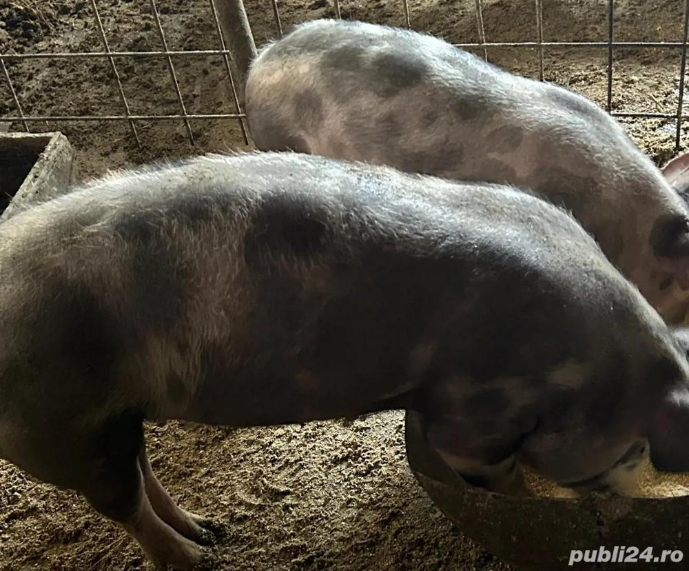 Dispnibile 2 scrofițe