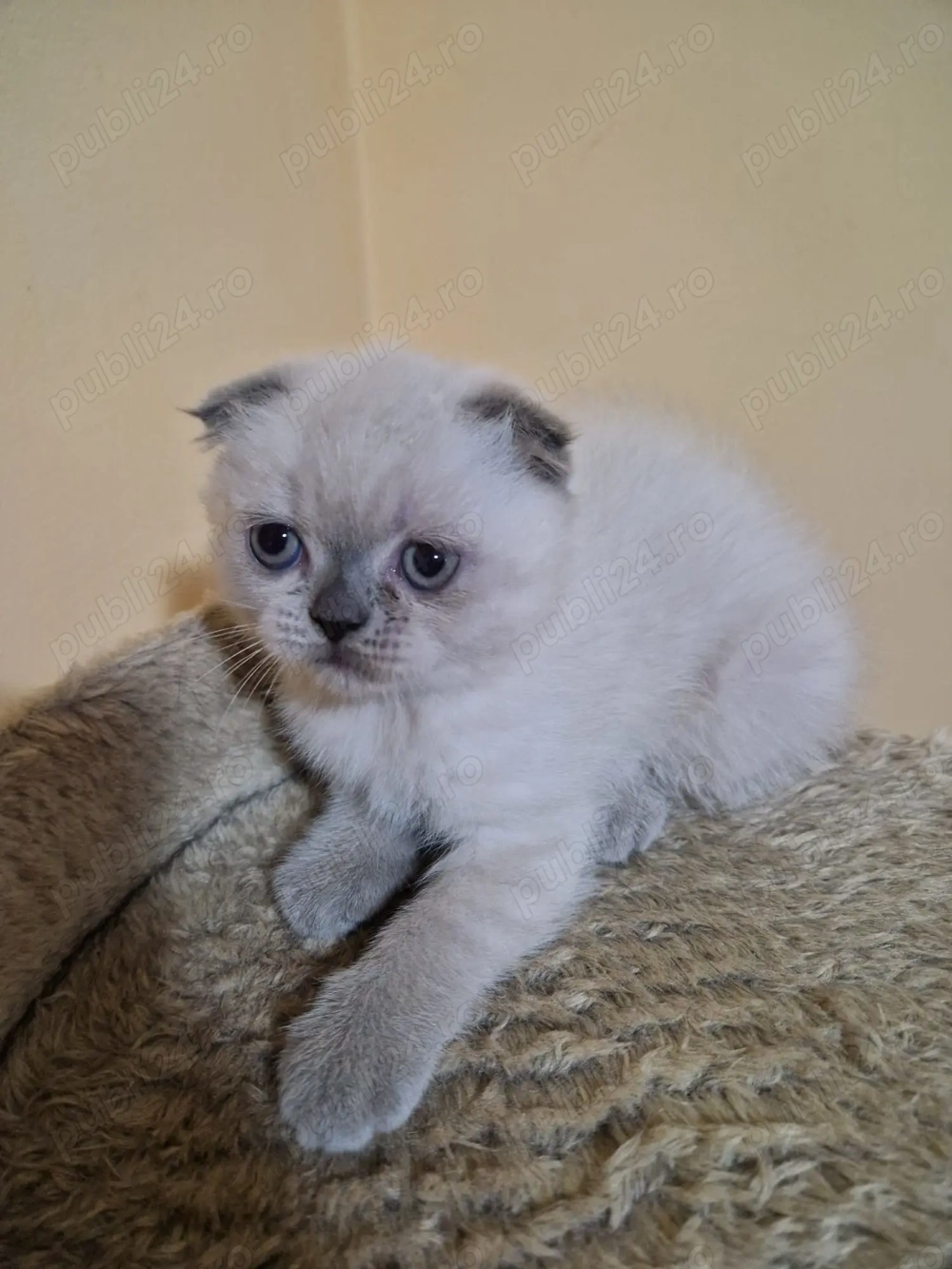 Puiuț de pisică Scottish Fold 