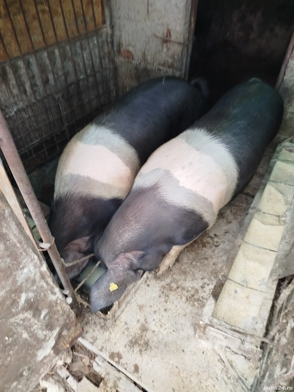 Porci de vînzare unu 