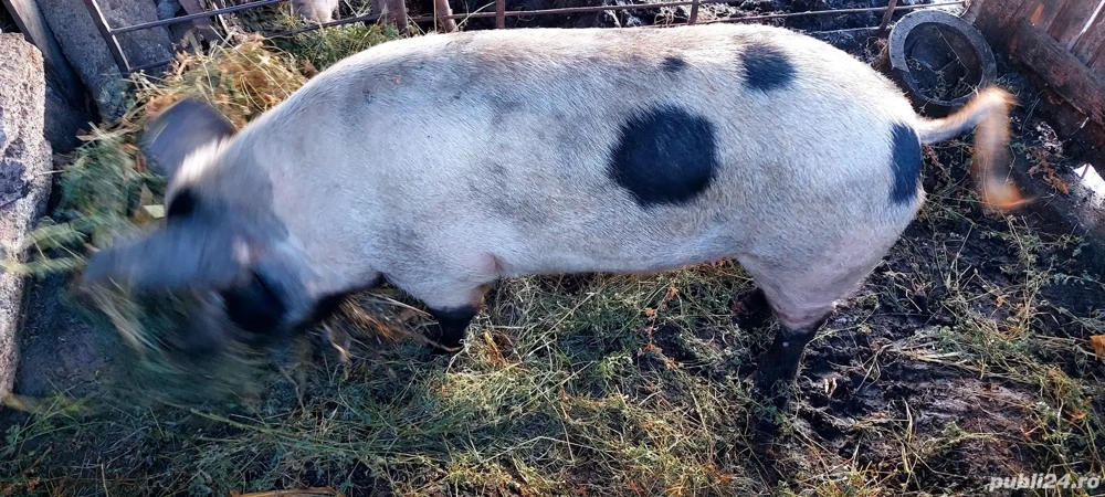 porci de vânzare 