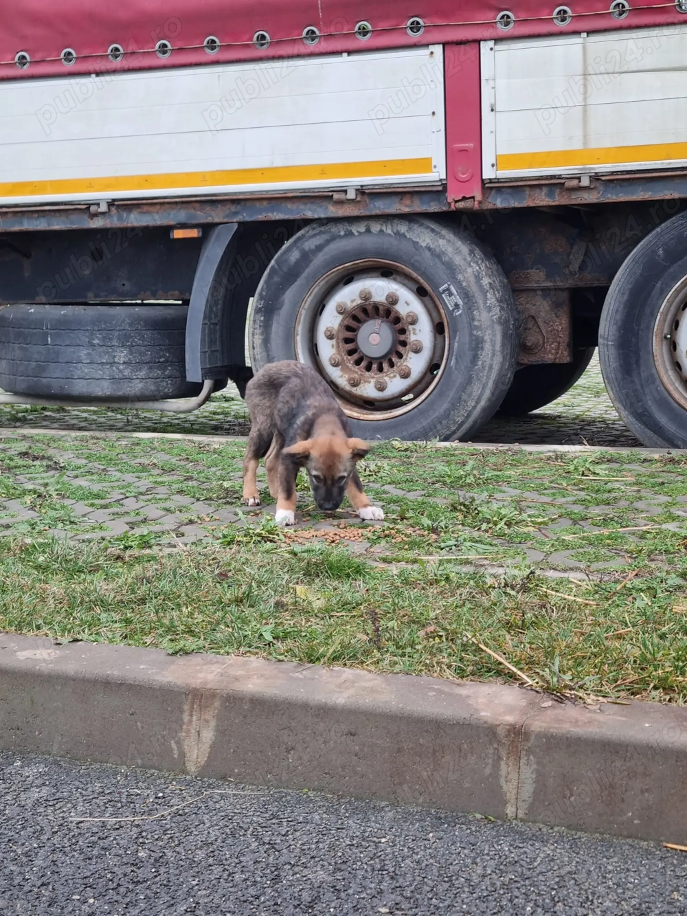 Donez catelusa metis ciobanesc belgian