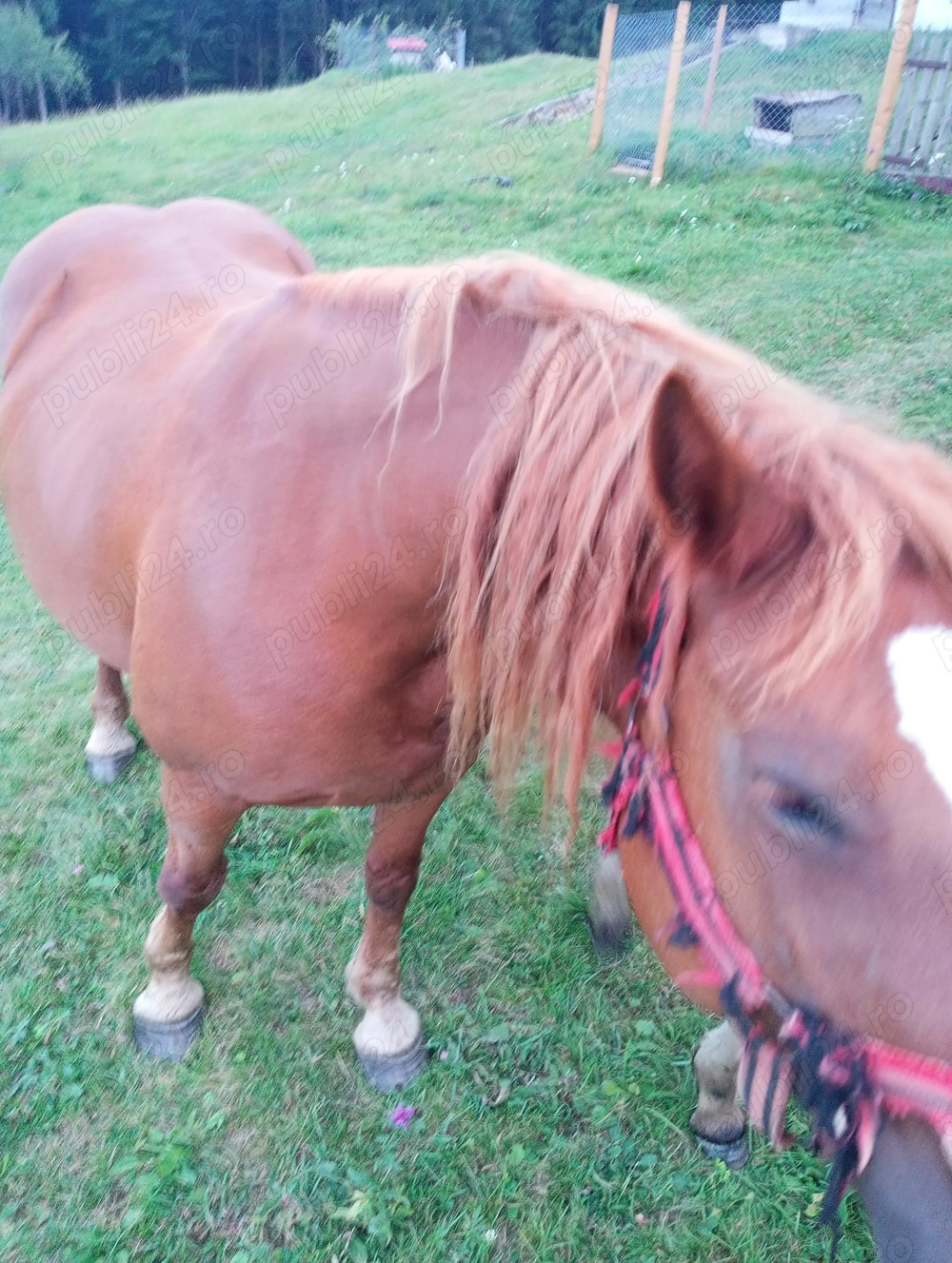 Iapă foarte cuminte de vânzare 