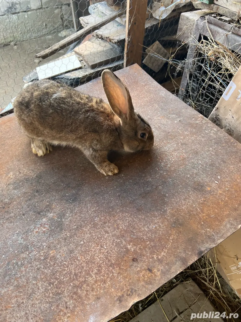 Iespuri Urias German 