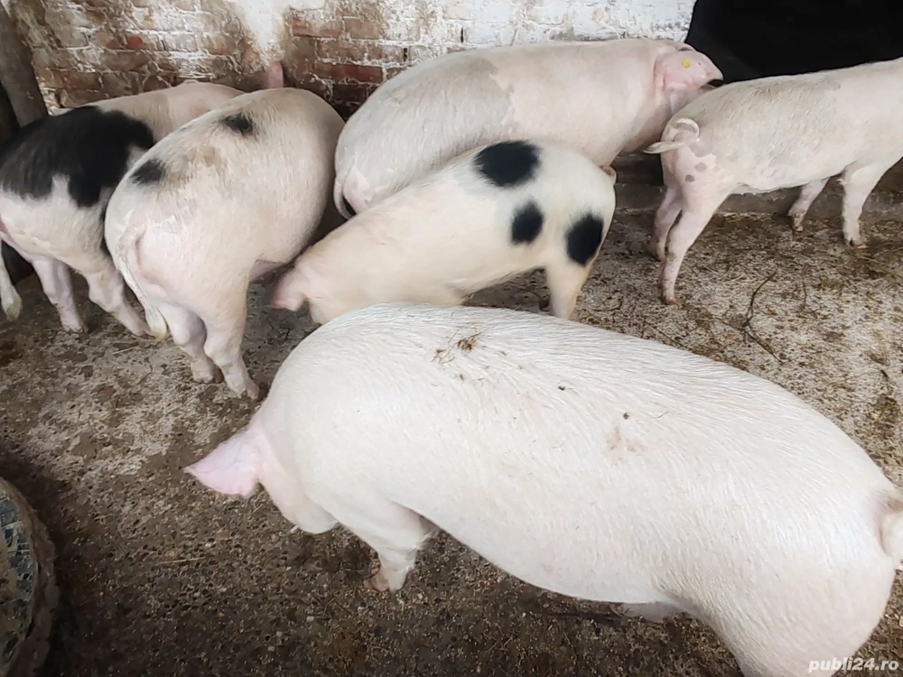 Vând porci de tăiat 