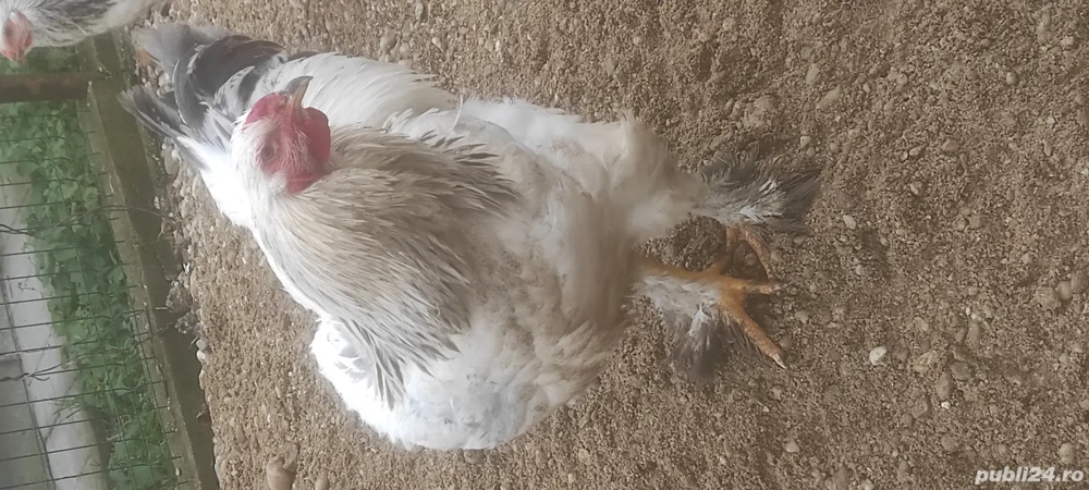 Cocoș rasă brahma și viandot