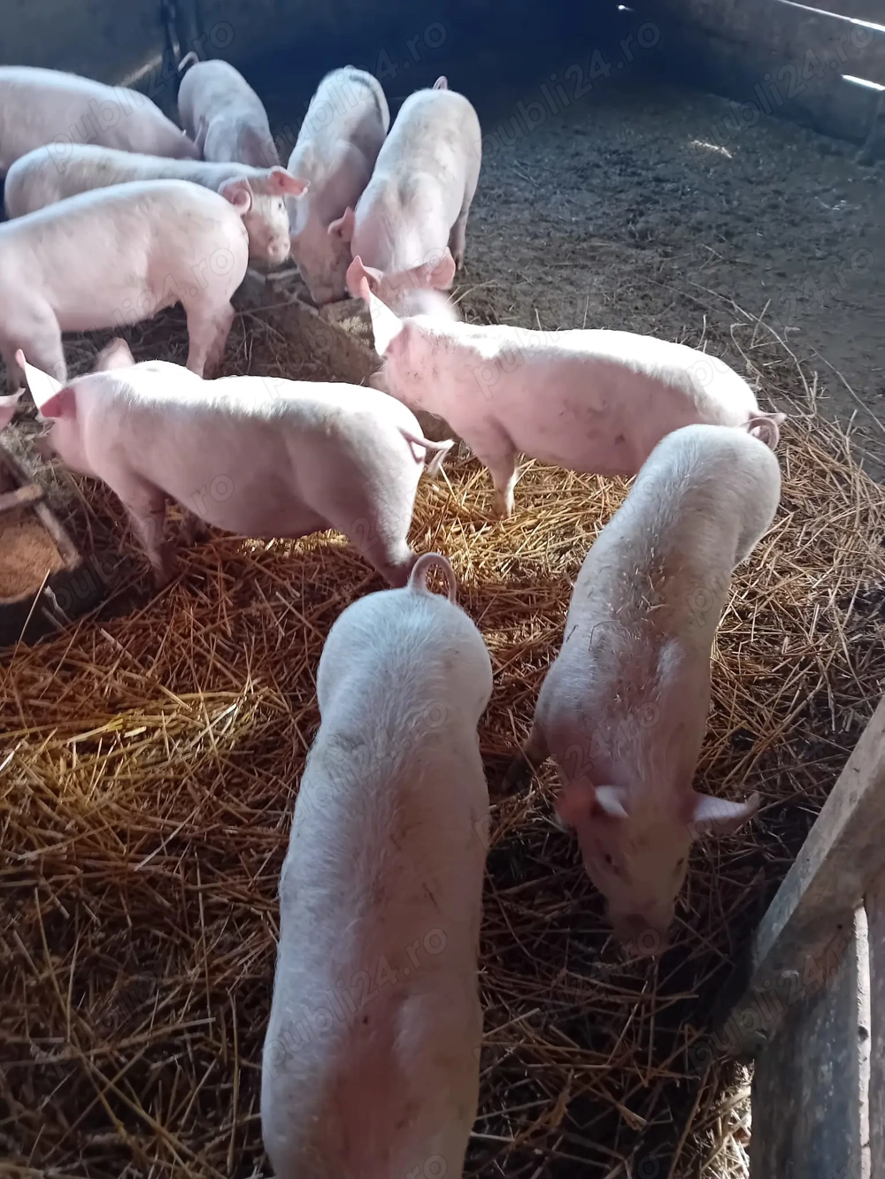 Grăsuni de vânzare 