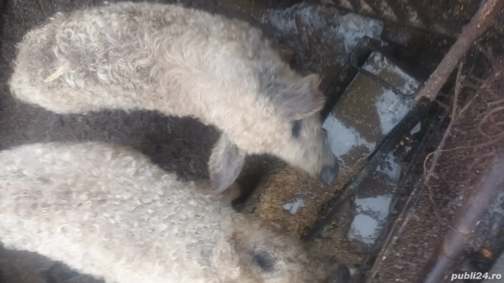 porci mangalița de vănzare