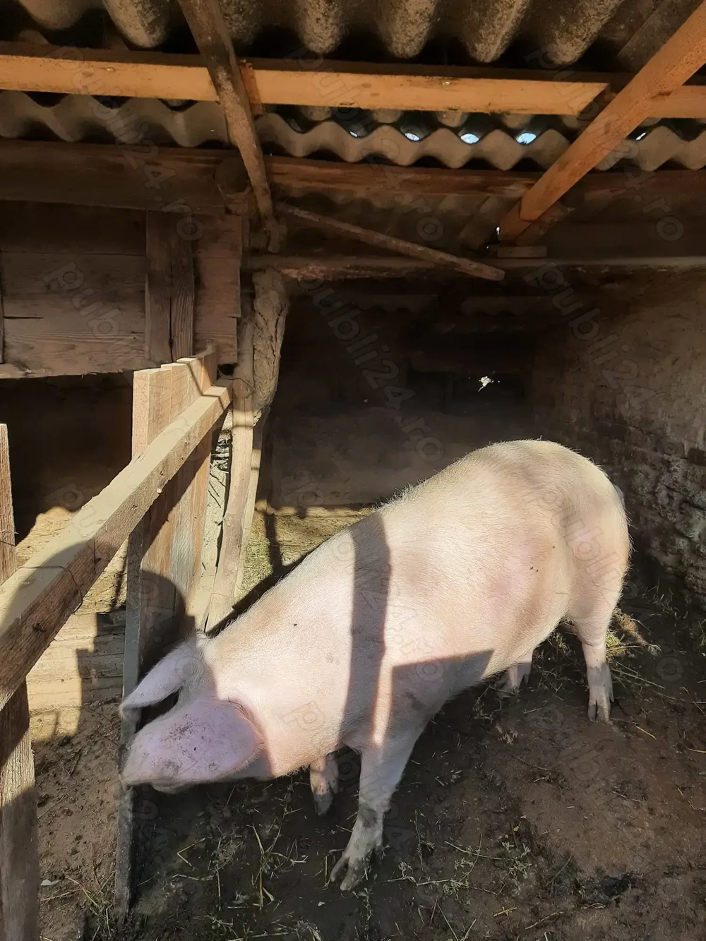 Porc de vanzare (in viu)