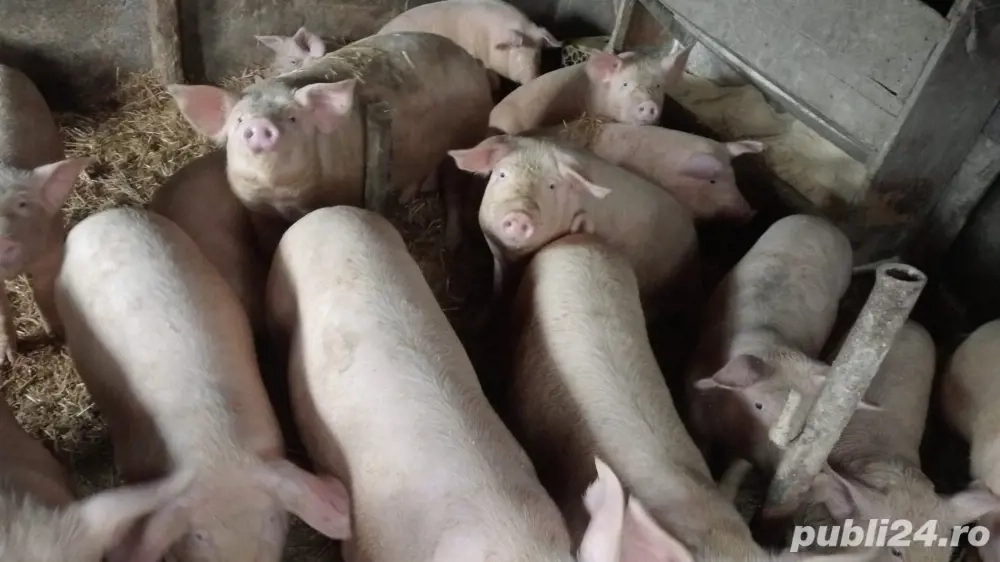 vand porci crescuti naturali 