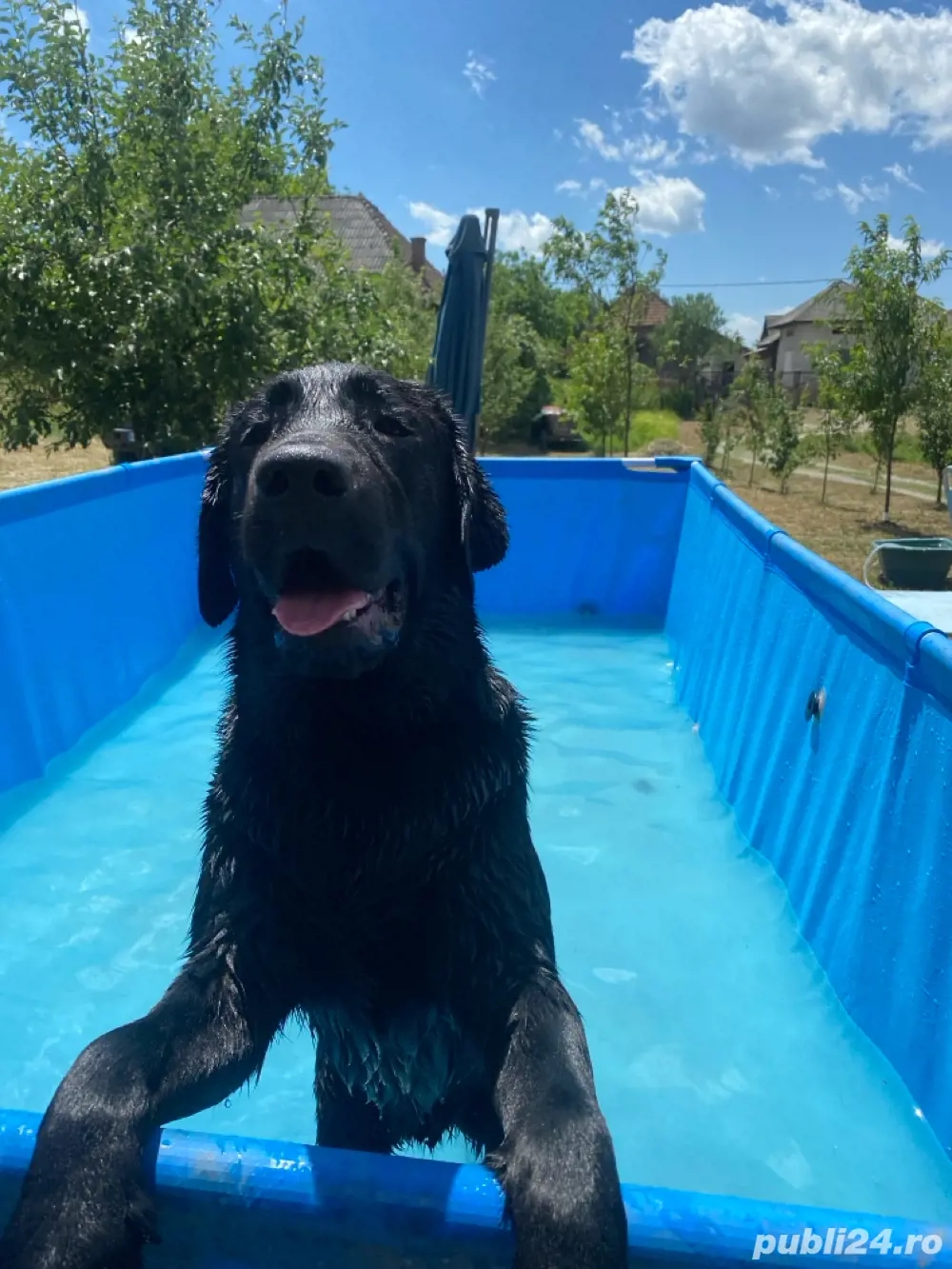 Dau spre Adoptie Labrador Retriever negru cu pedigree.Doar adoptie responsabila