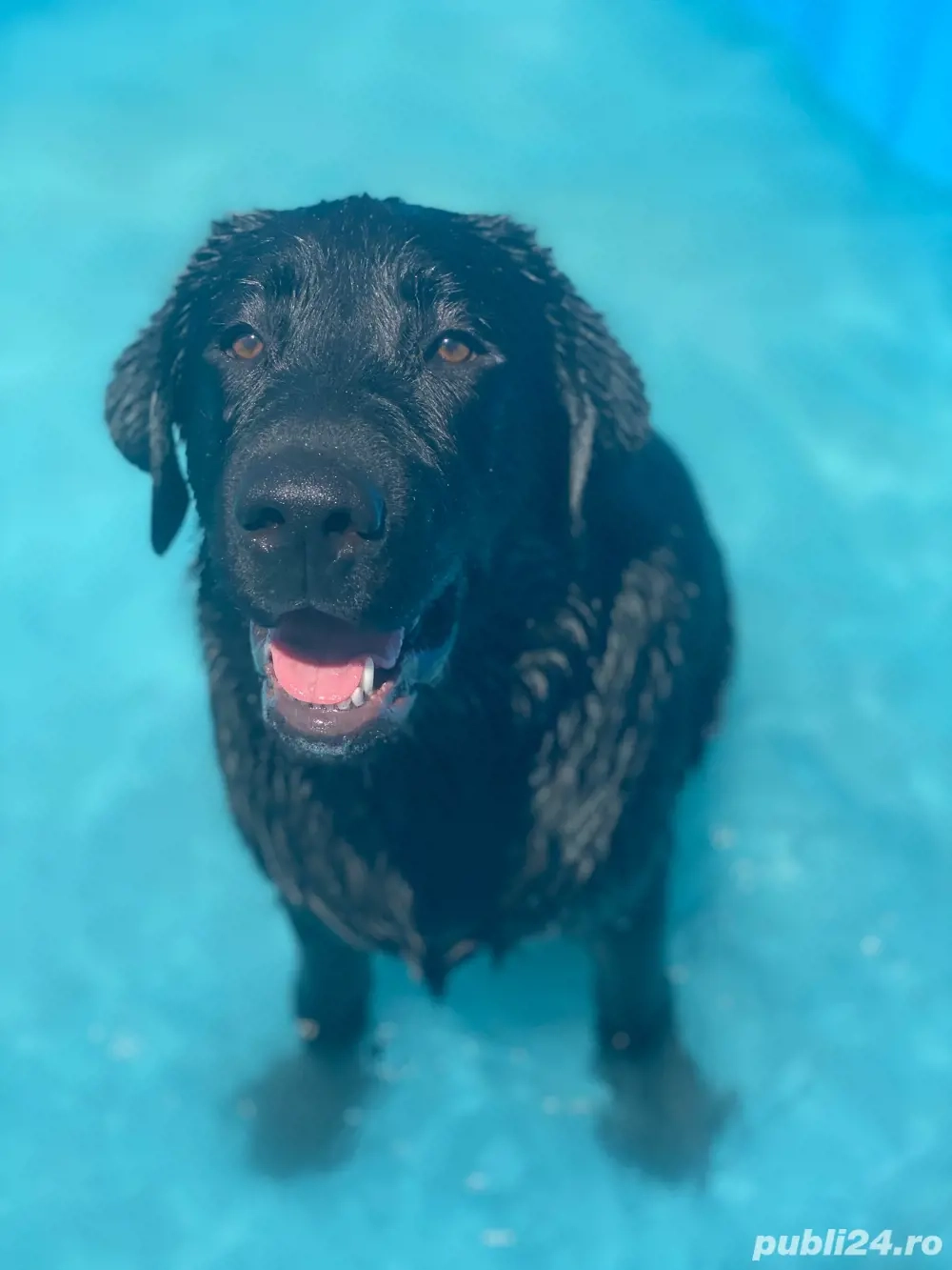 Catelusa Labrador Retriever cu Pedigree