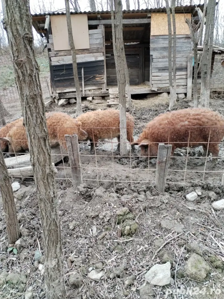 Mangalita roșu pt sacrificat 50kg 130kg ținuți în mediu liber nu au slănină multă 