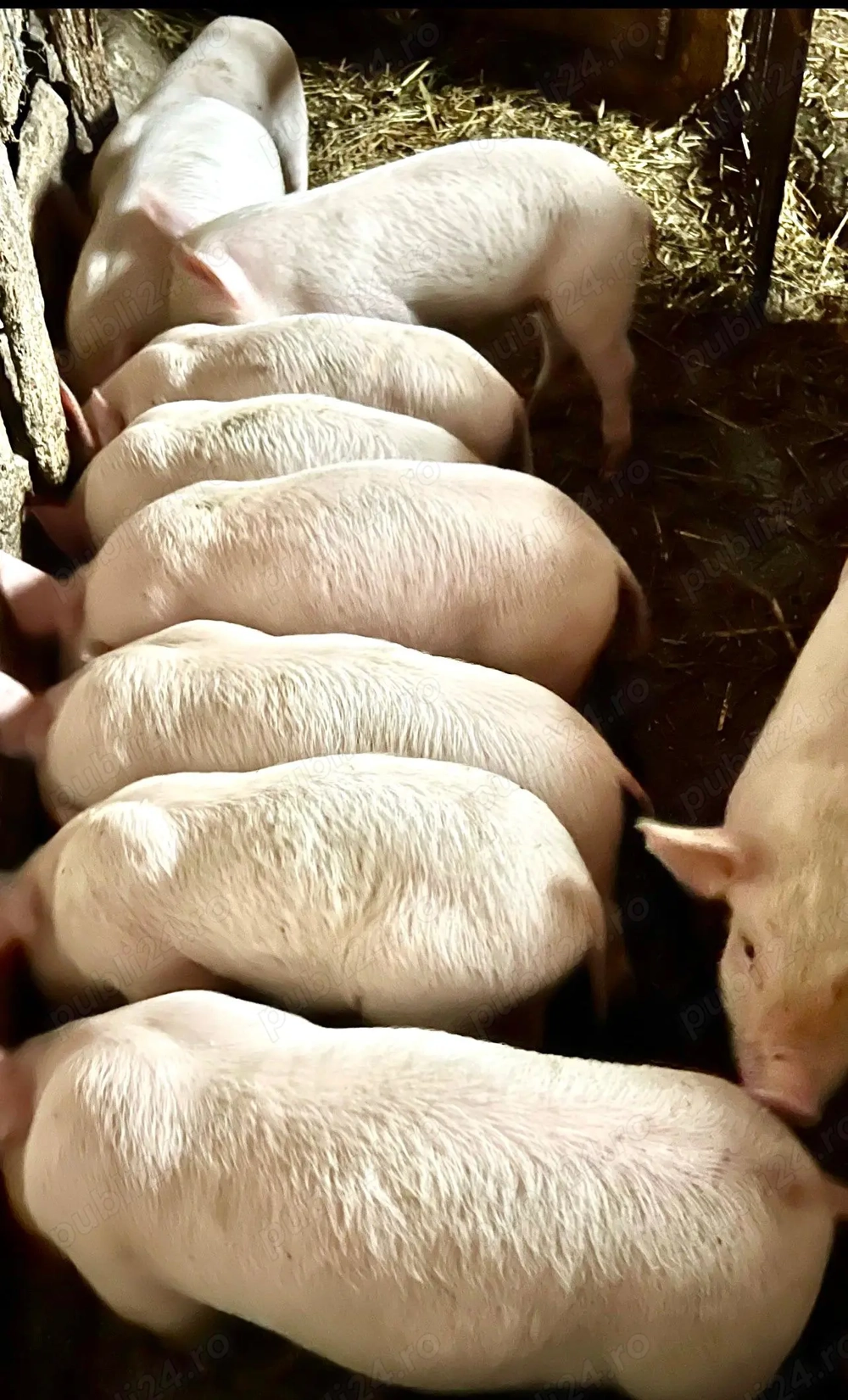 Purcei 9 Saptamani Cauta Noi Stapani