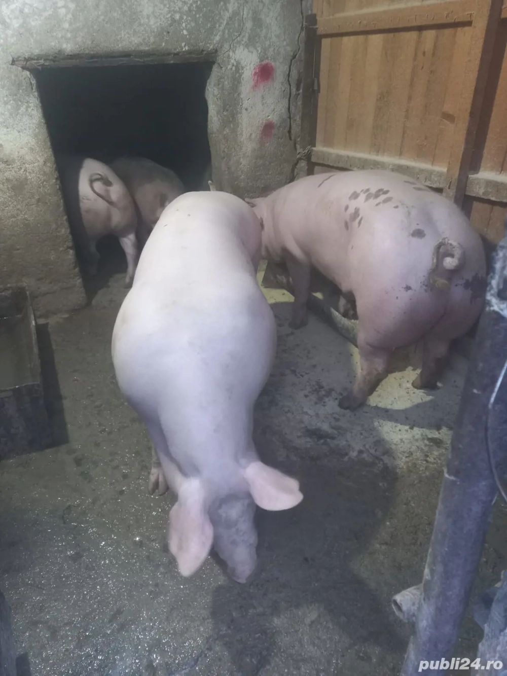 Porci de vanzare de carne