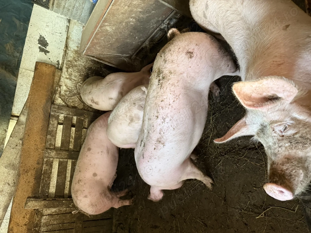 Porci de vânzare 
