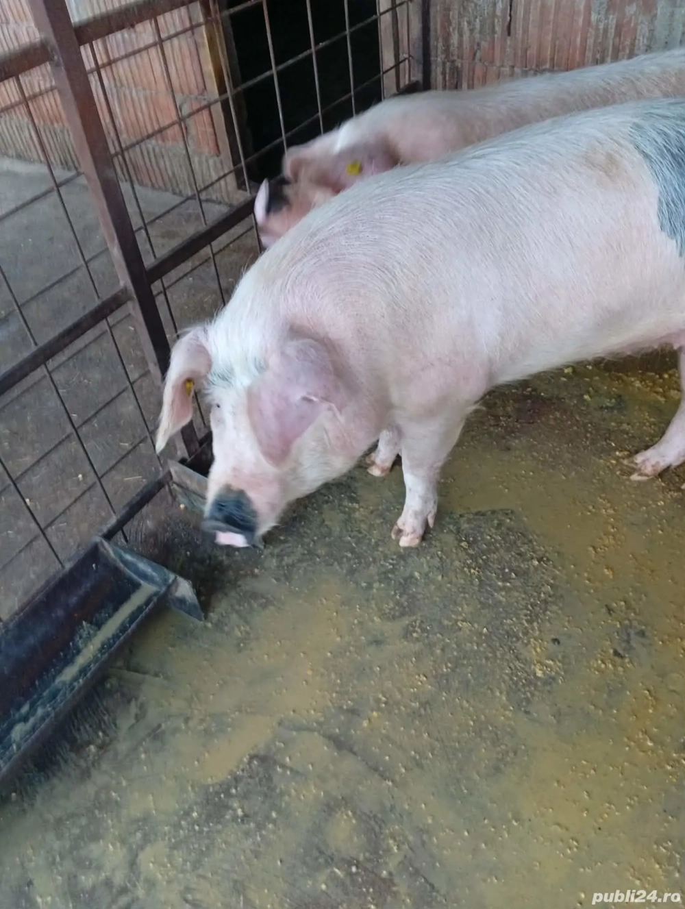 Vind porc 130 140 kg Fiscut Jud Arad g