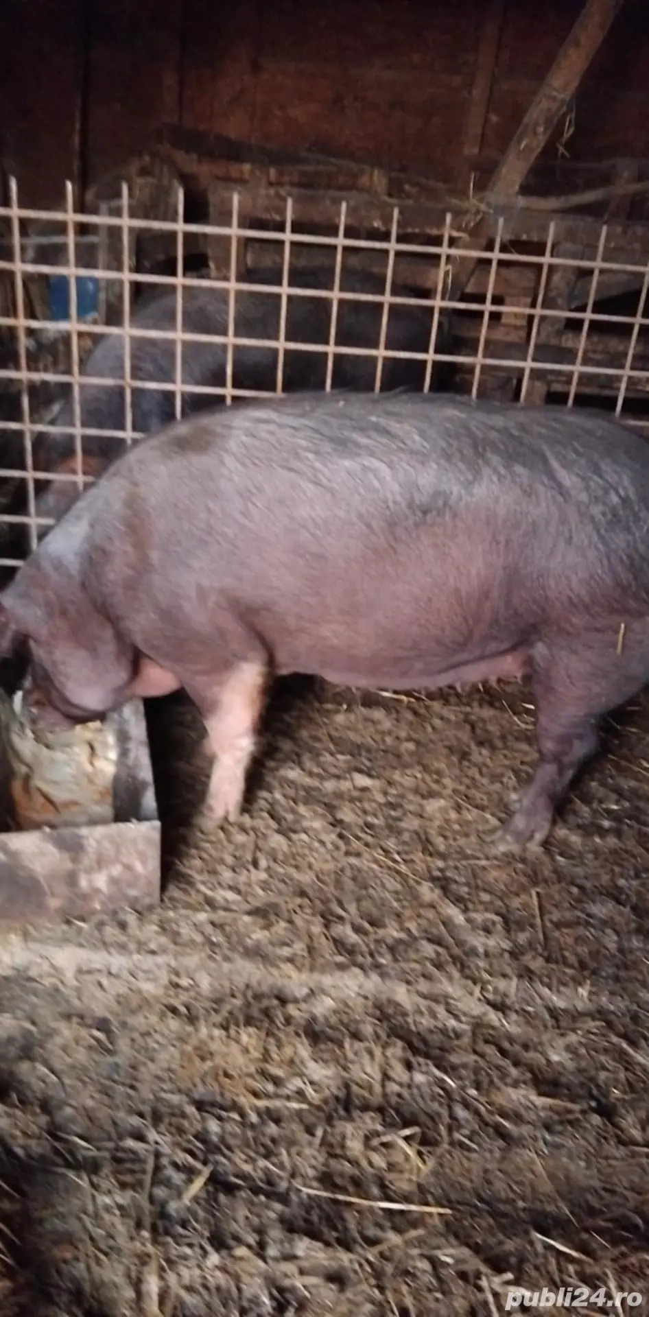 Vând porc crescut bio!