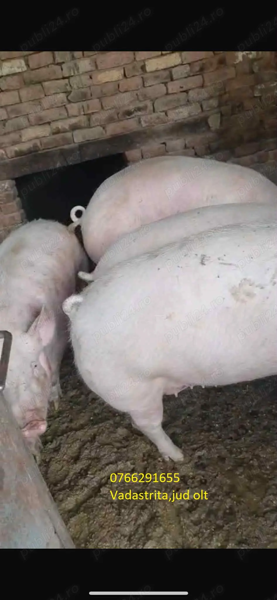 Porci crescuti la tara