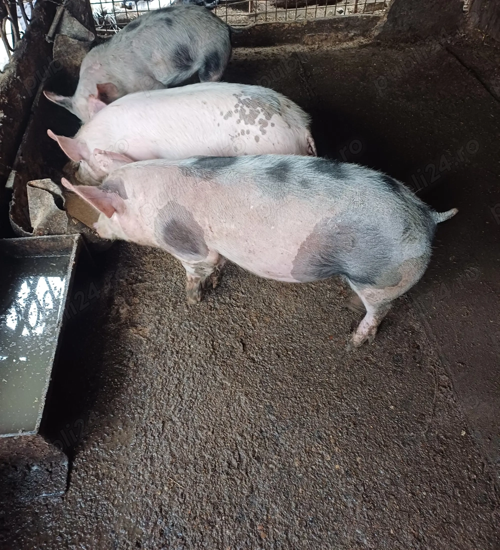 Purcei rasa carne 30 40 kg