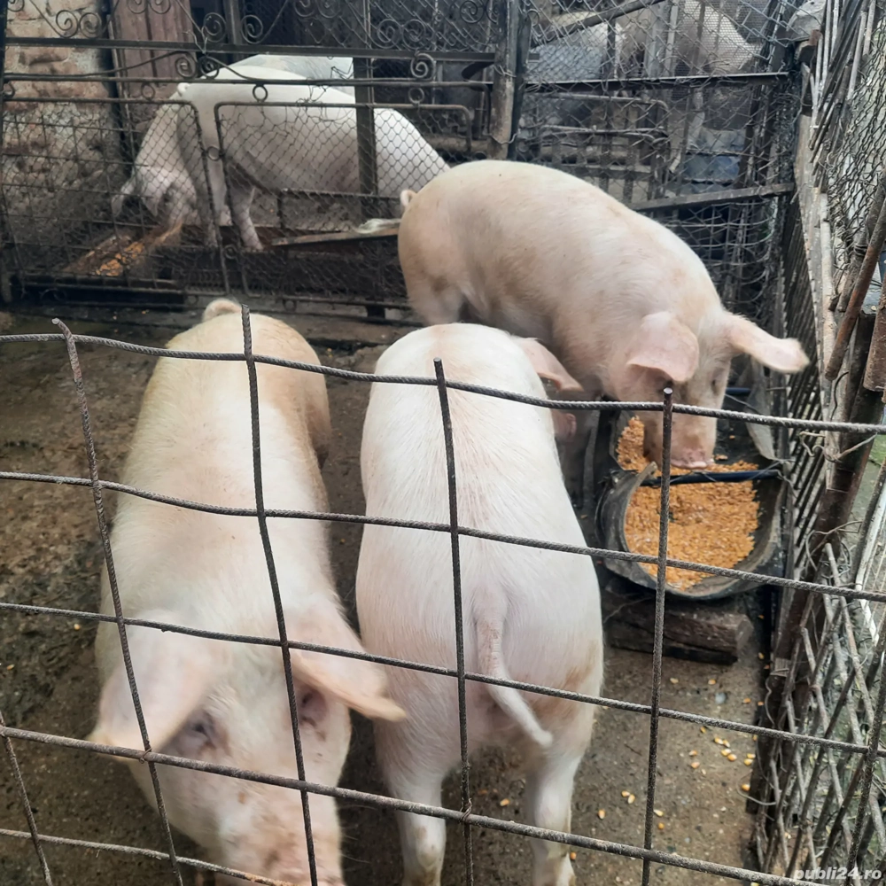 porci de vanzare
