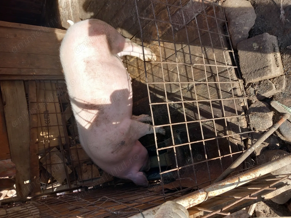 Vind porc alb mai multe detali la telefon 