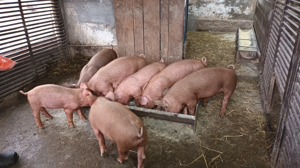 Vând purcei duroc curat 