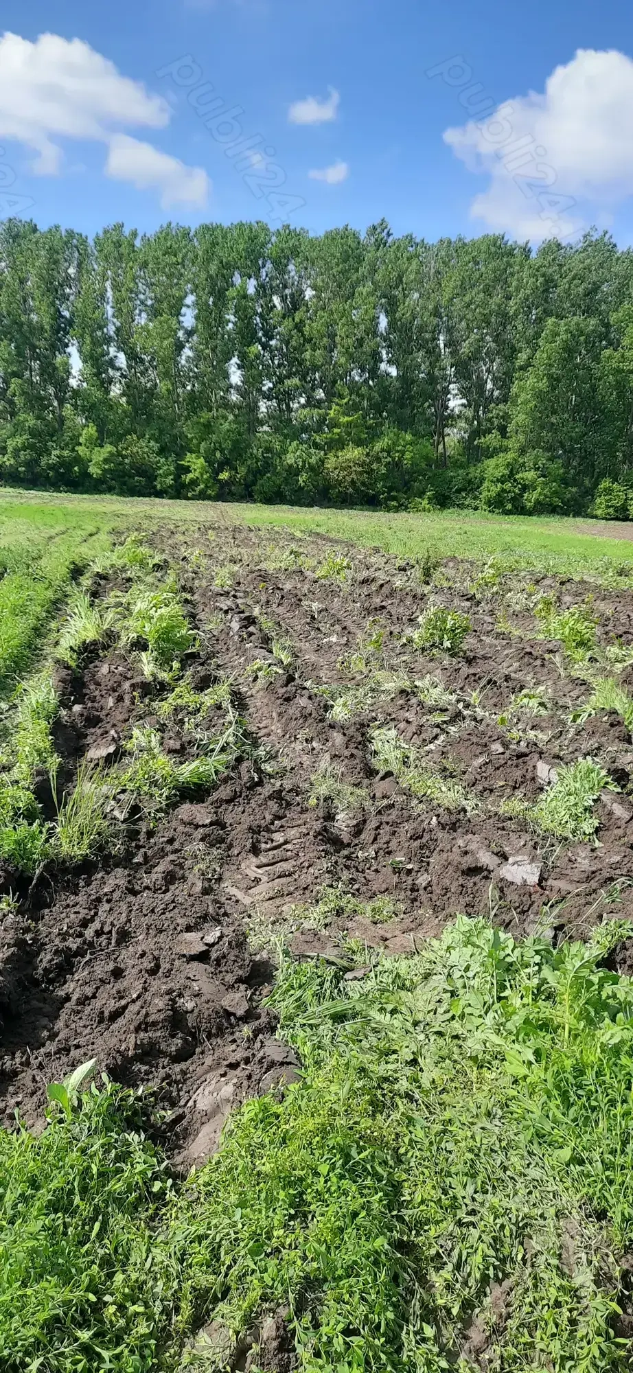 Teren agricol extravilan 