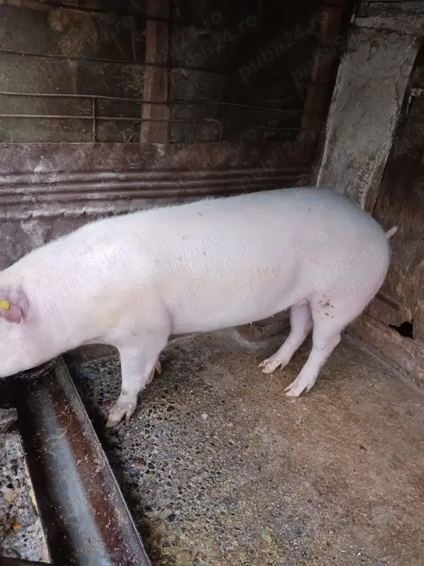 Porc pentru Crăciun 