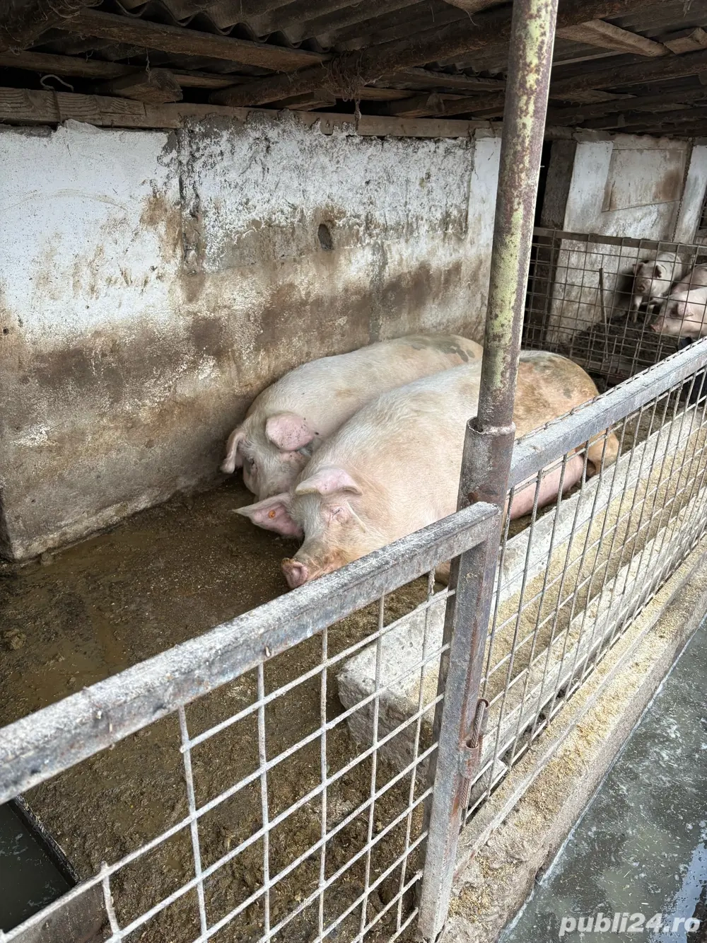 Vand porci de carne crescuti in curte