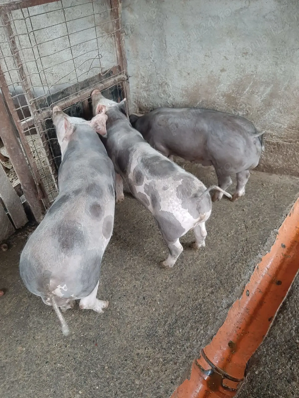 Grăsuni pietrain 30-40kg