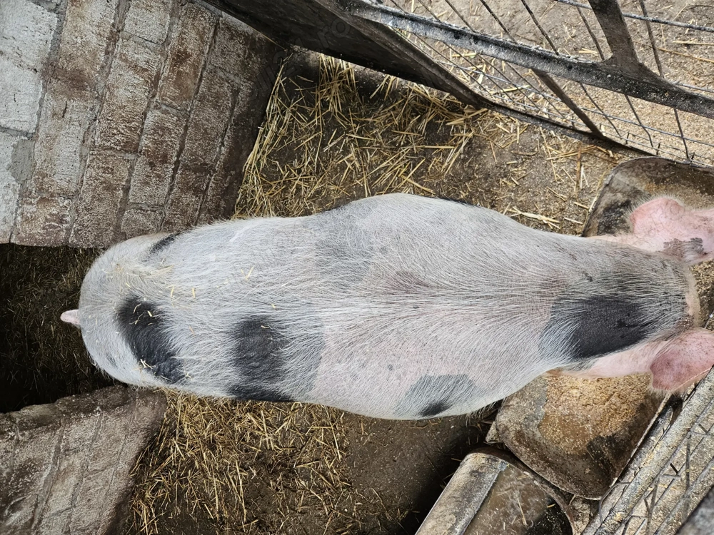 Vând porc de carne peste 180kg