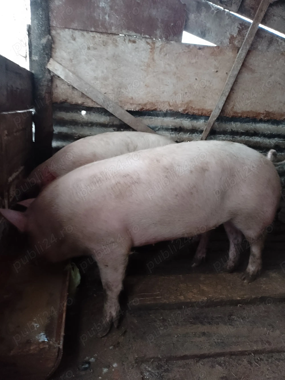 Porci de carne crescuți natural 