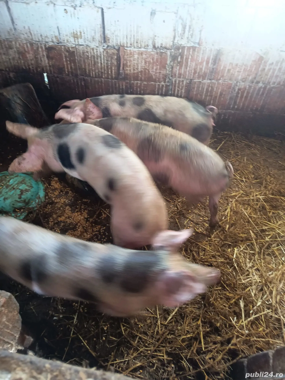 purceii rasa Petrean 35 40 kg