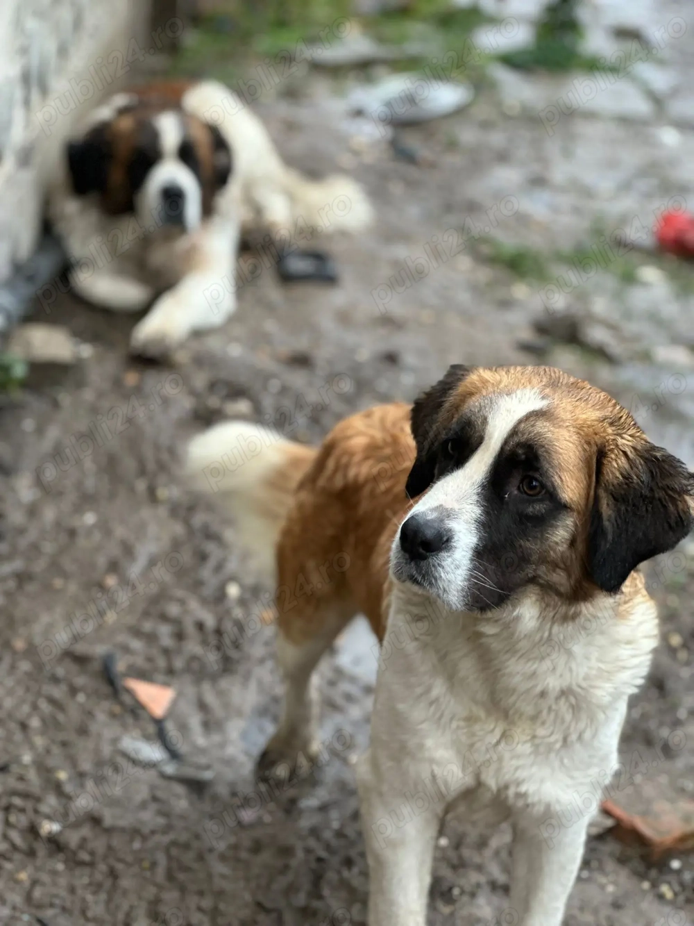 Caței Saint Bernard 