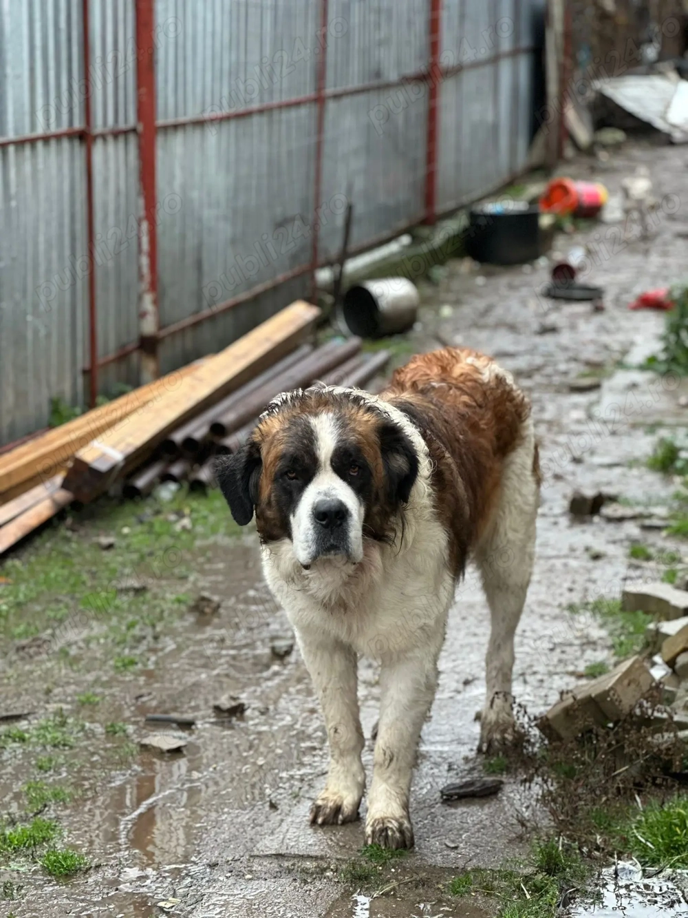 Saint Bernard Contesa