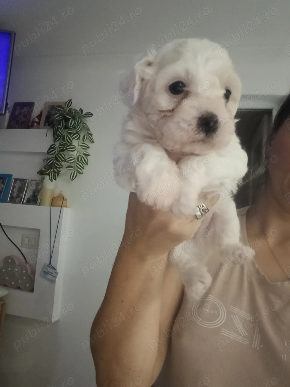 Vand Bishon ,baietel