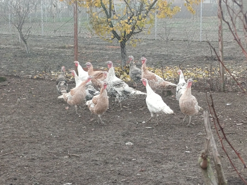 Vand curcani de casa ,ultimele 2 bucati 