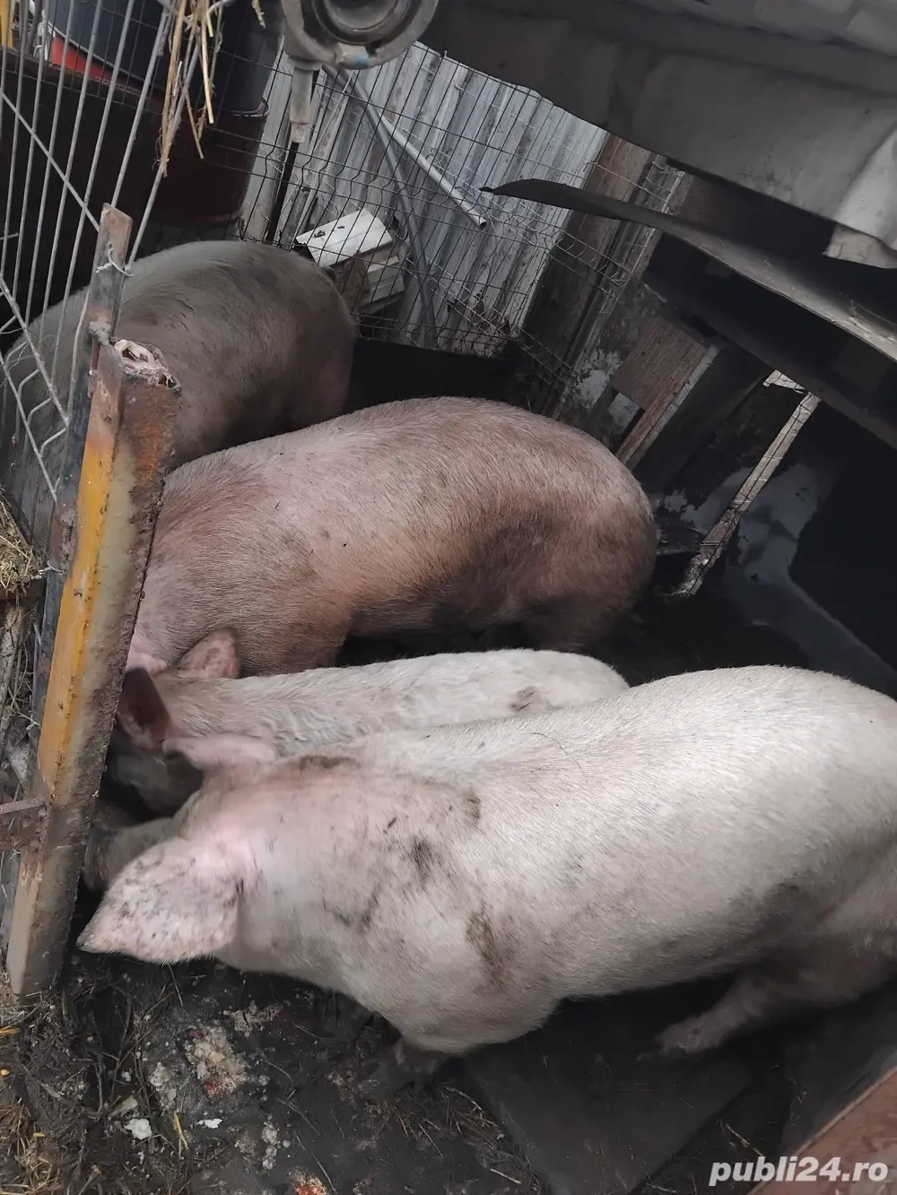 Porci de carne | Porc | Putina grasime