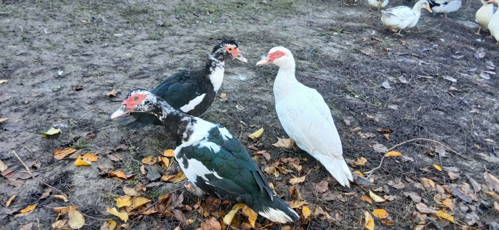 Rate lesesti sau mute