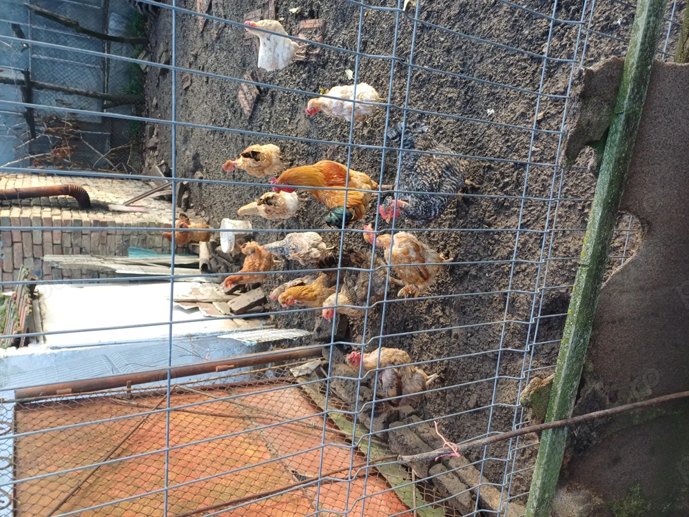 Gaini de curte ,crescute bio 