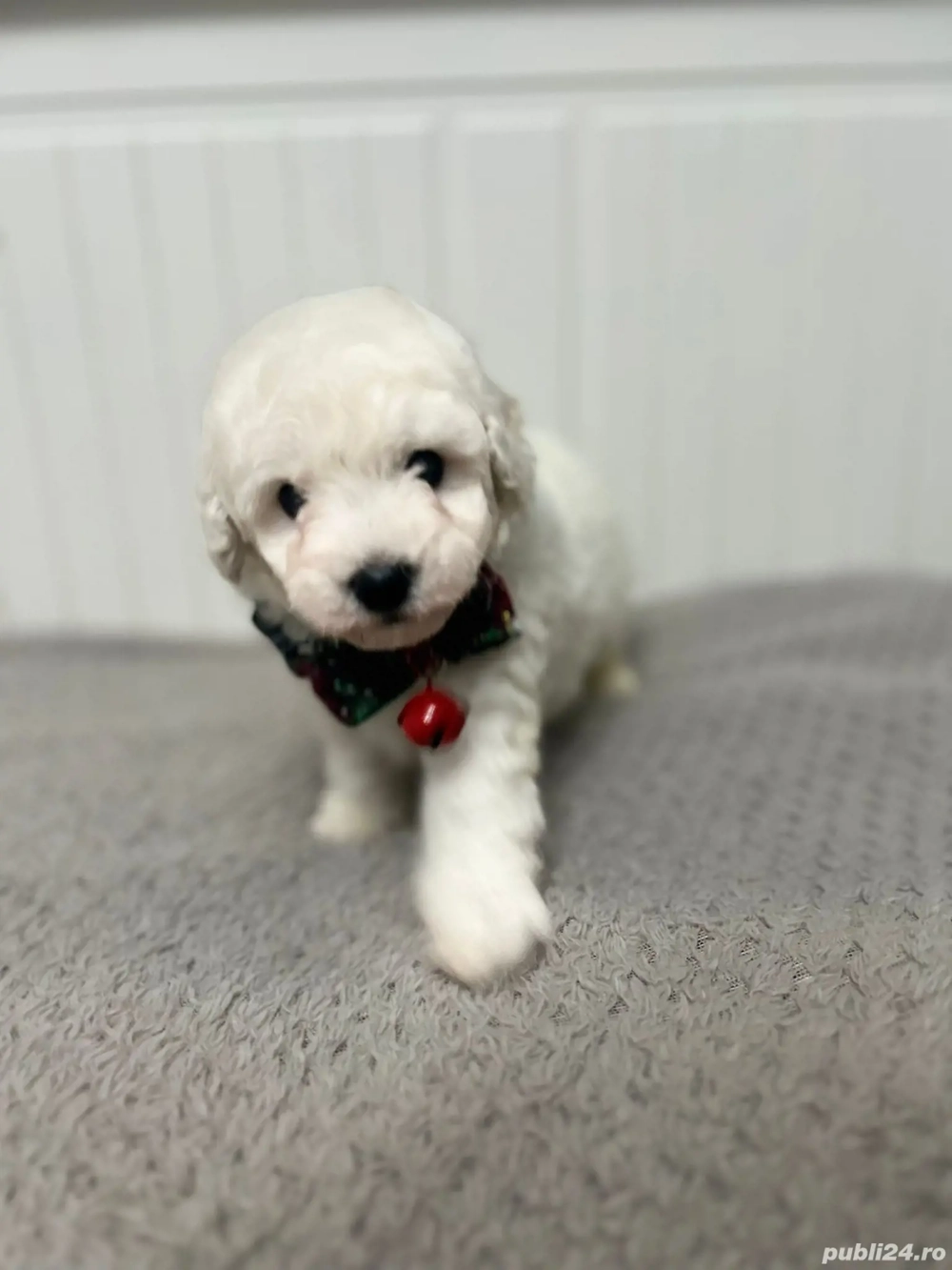 Bichon maltese mini toy 