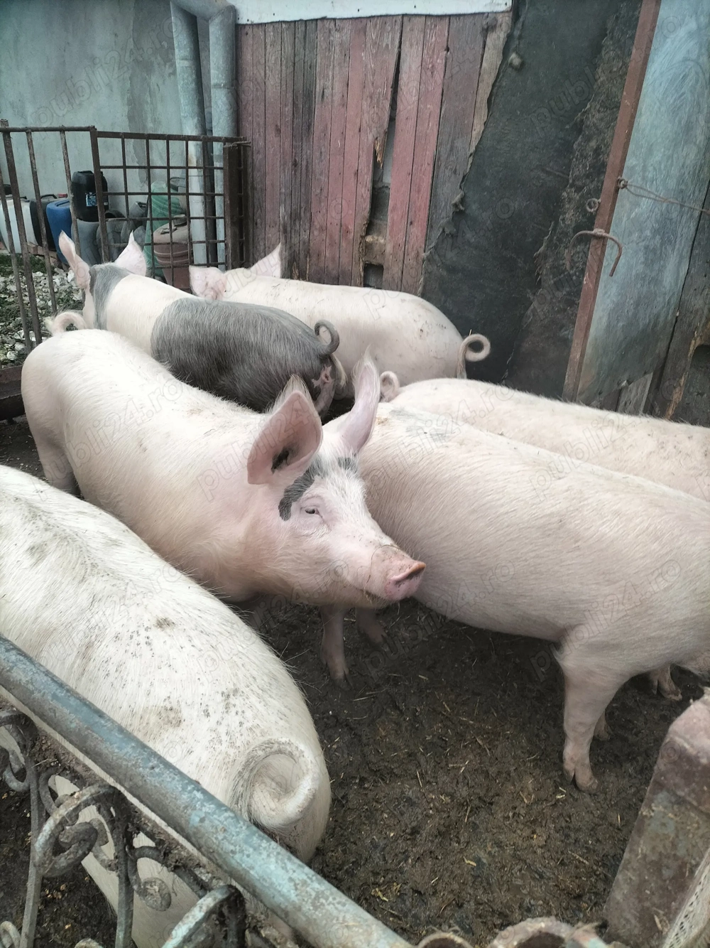 Vând porci cu greutate 110-135 kg.