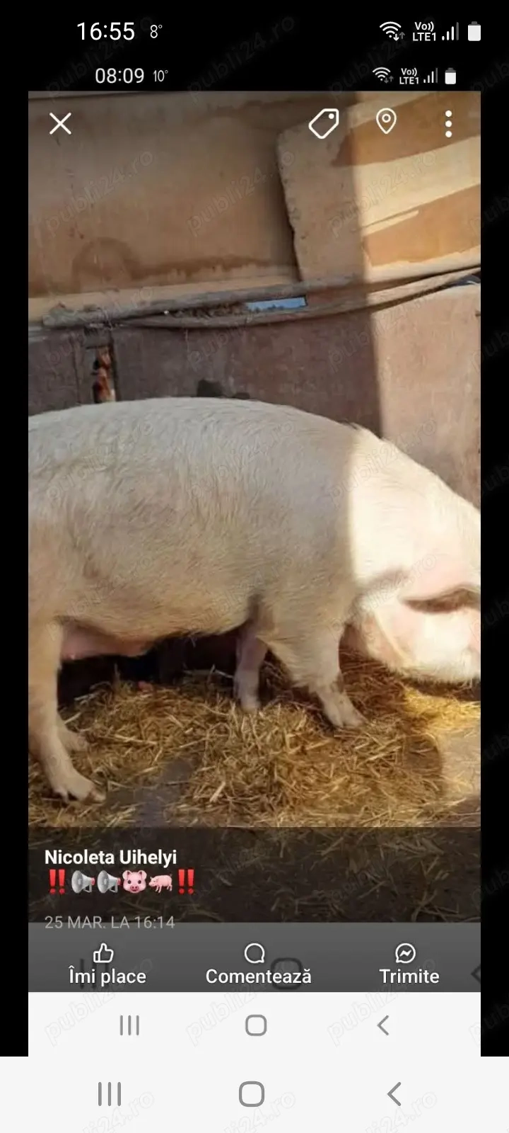 Porc de vânzare pentru Crăciun!