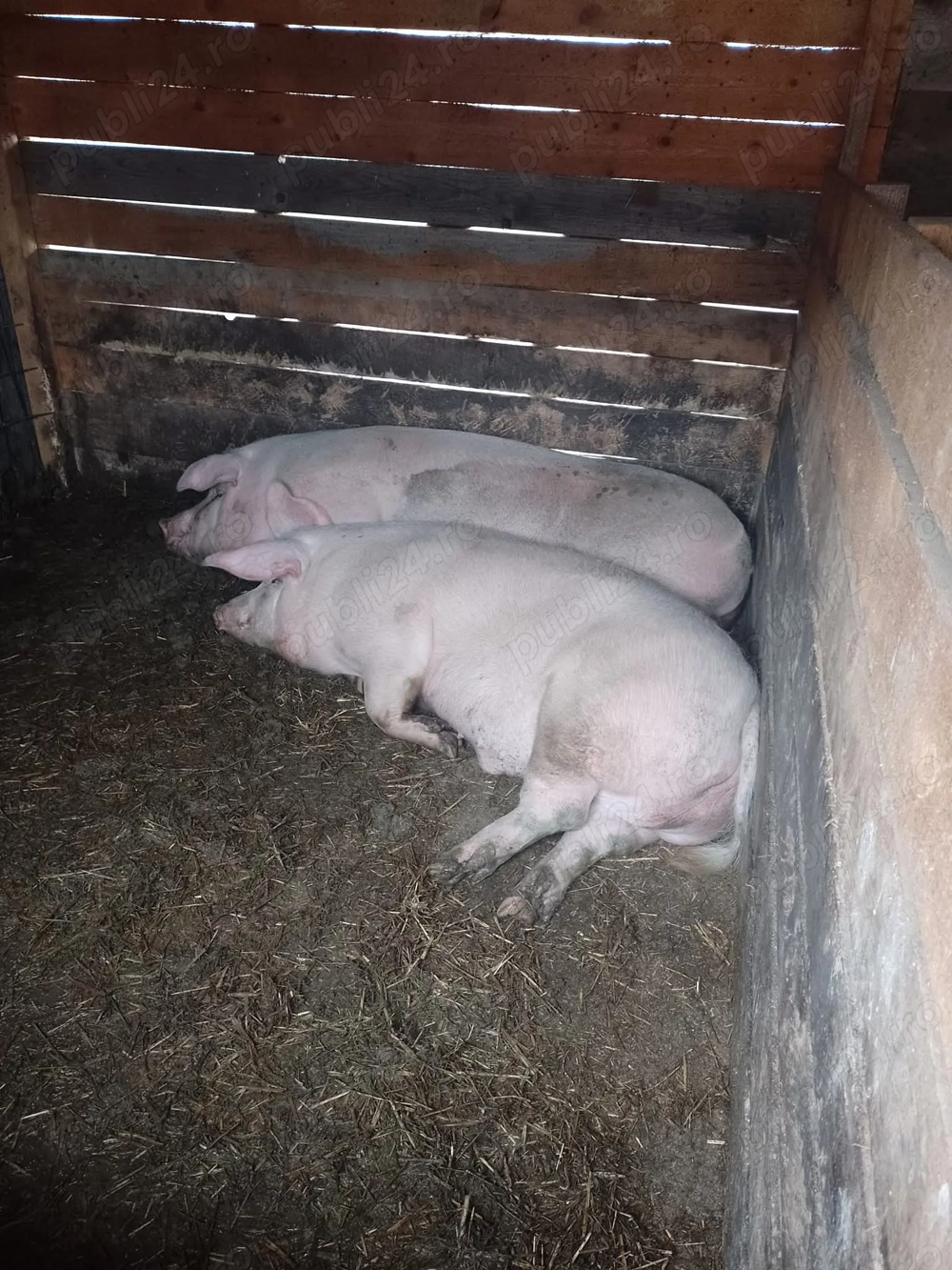 Vând carne de porc de țară,porcul are în jur de 160  170 de kilograme 