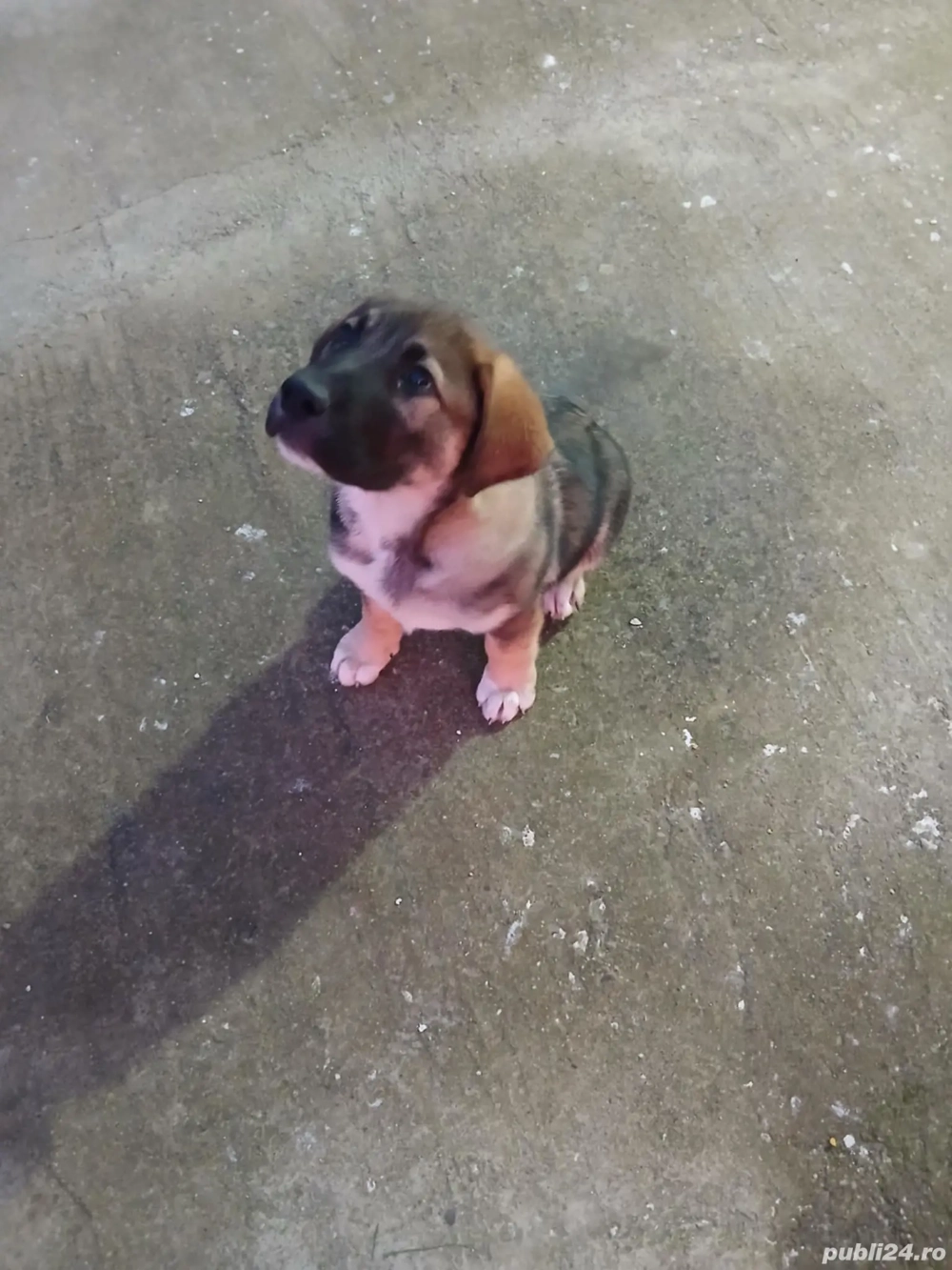 labrador cu combinat cu ciobanesc