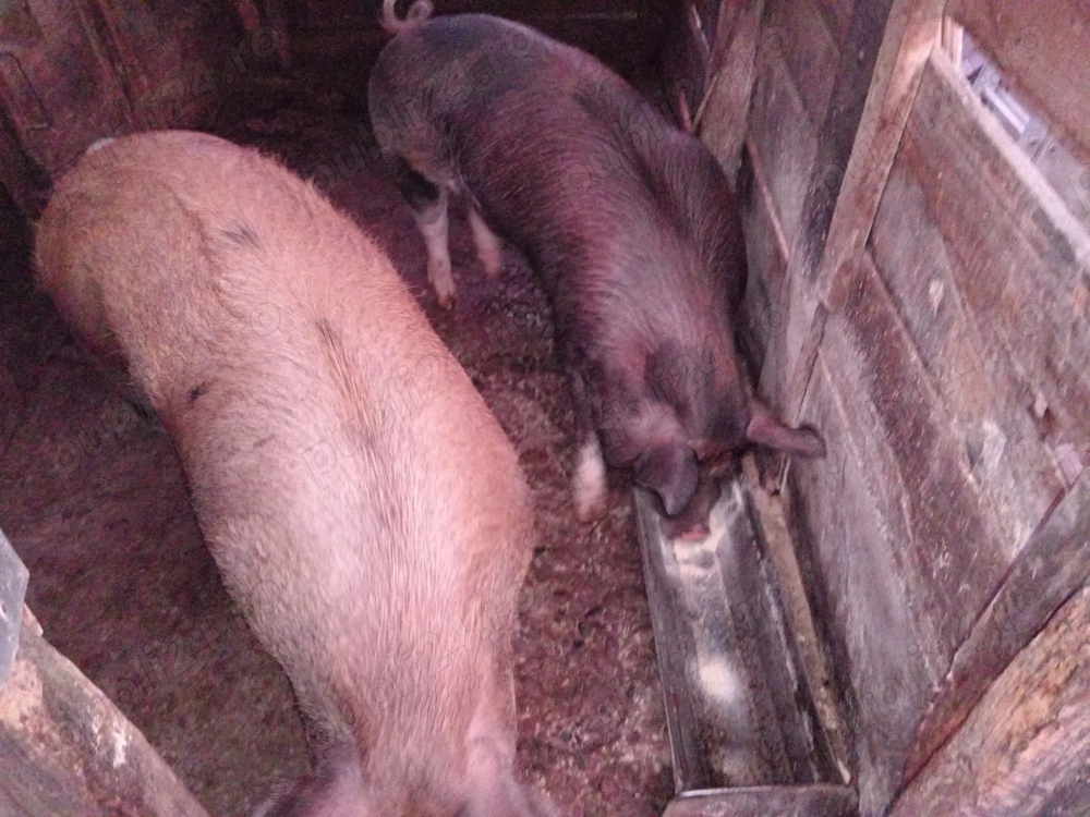 Porc gras de vanzare