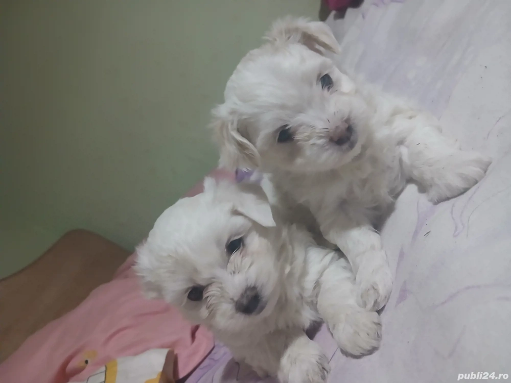 doua fetițe bichon maltez de o luna și 6 zile