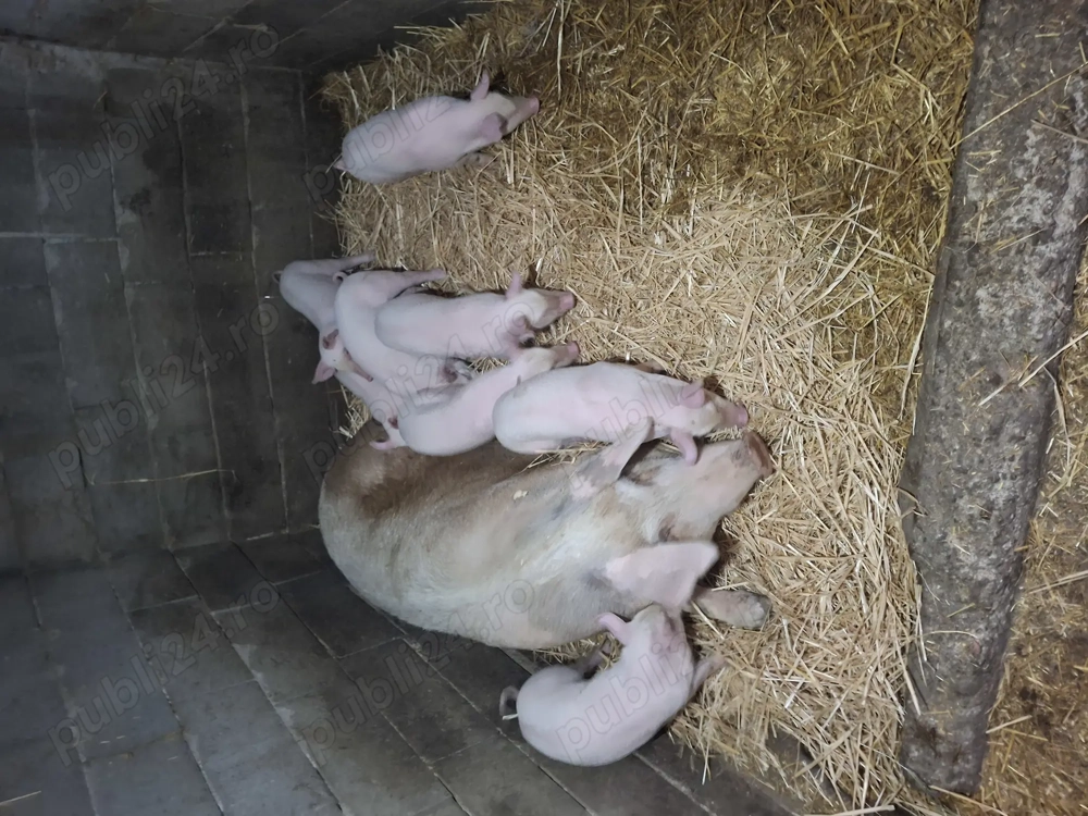 Vând purcei rasa Marele Alb 