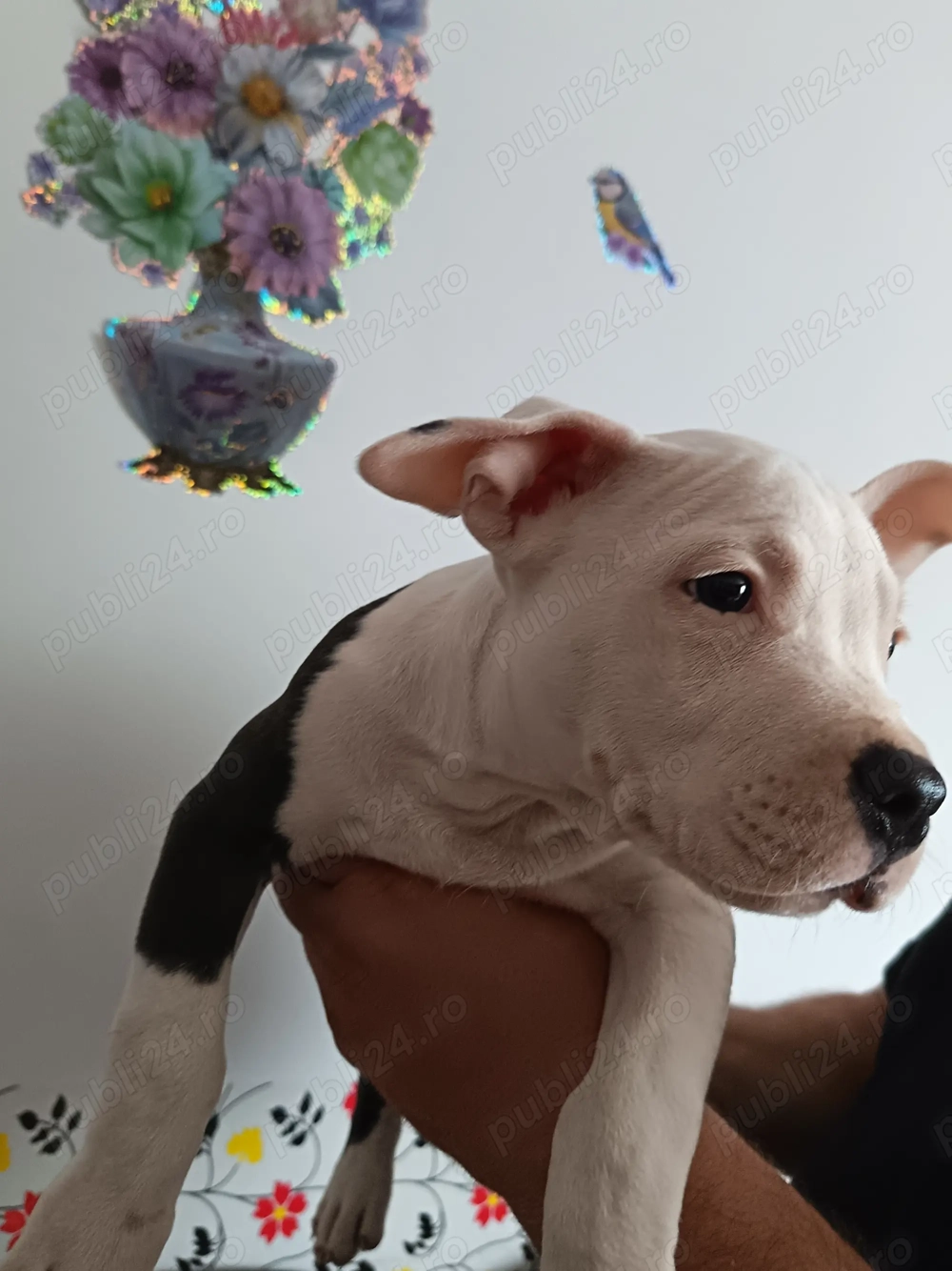 De vânzare pui amstaff blue