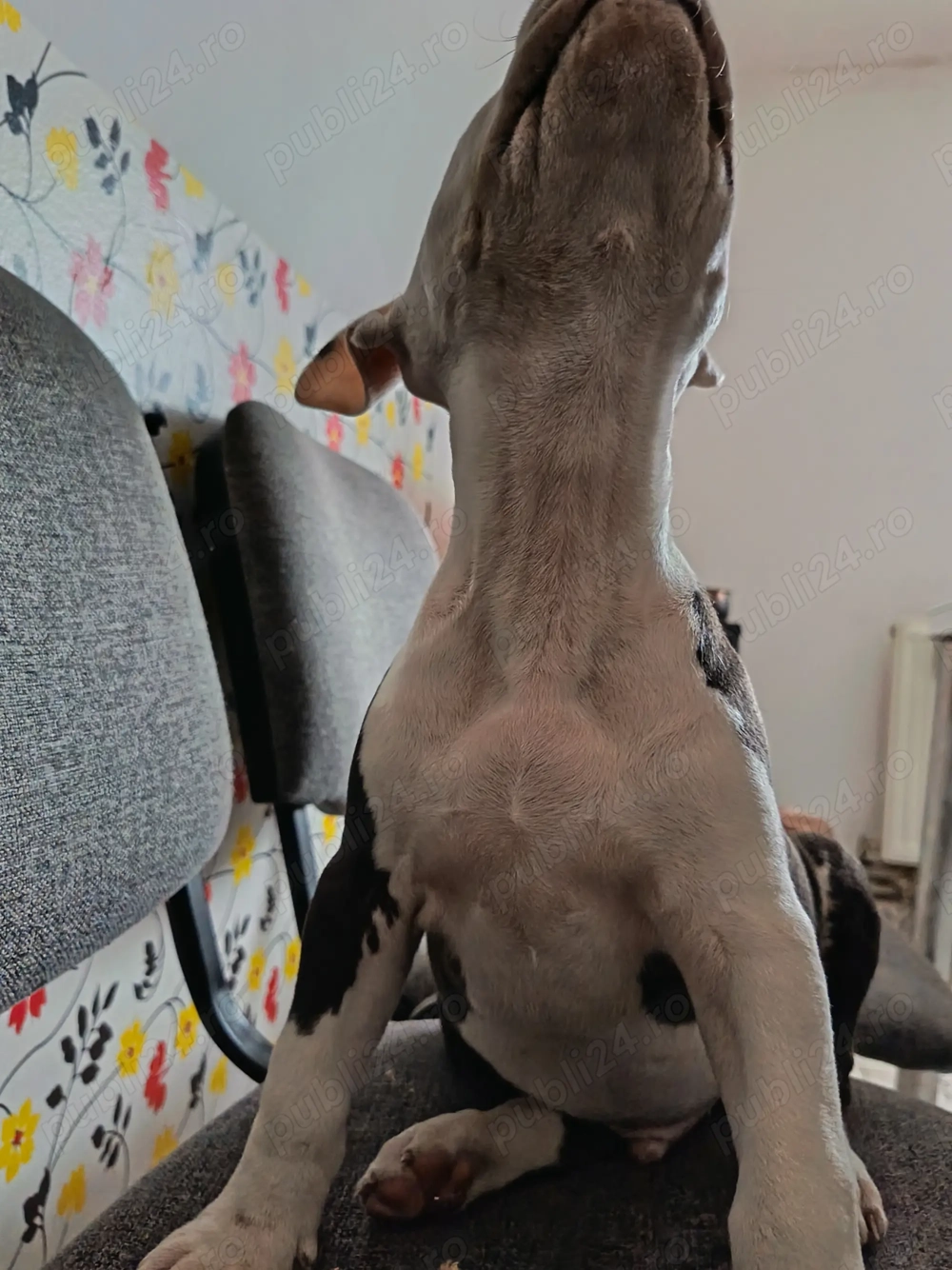 Pui amstaff blue mascul